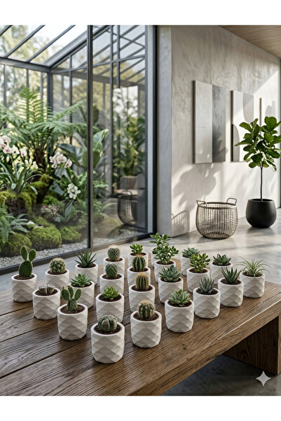 Alba Home Decor Dekoratif 20'li mini saksı Seti söz nişan