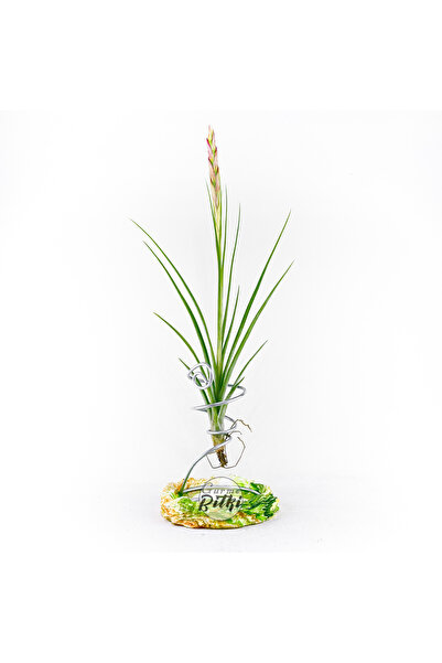 Gurme Bitki Tillandsia Sesca (L) Schiedeana x Baileyi - El Yapımı Dekoratif S...