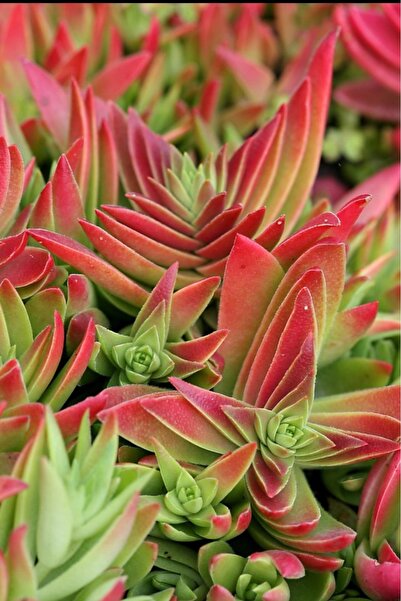 SukuLand Crassula Capitella koleksiyonluk özel tür sukulent 5,5cm saksıda