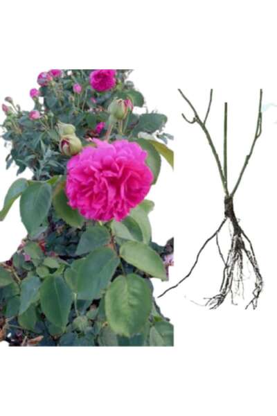 OEM Sachsengruss Rose (Jam Rose), rădăcină goală
