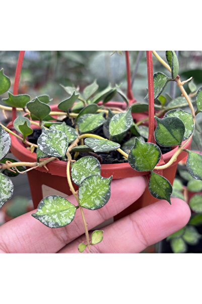 Eufloria Hoya curtisii Inner Variegated
