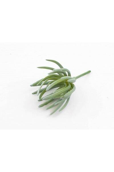 OEM Plante Suculente Argintiu (Set 3 buc)