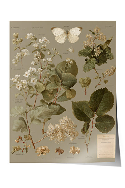 Zestia Poster de perete vintage, poster cu plante botanice și fluturi Nr.: 20198