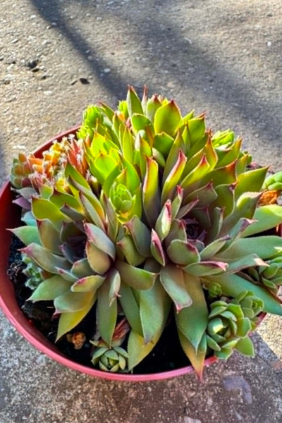OEM Sempervivum Mix