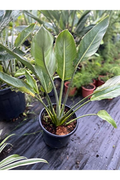 Genel Markalar Starliçe Regina (Strelitzia reginae)