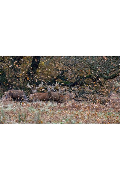 Persona Tablou canvas 100 x 70 cm, Animale model 216