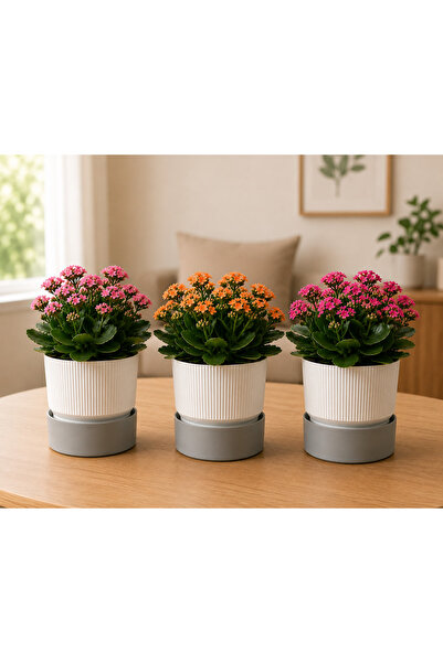 Poliwork 3'lü Set 0,40 Litre Ixora 9 Plastik Saksı Tabaklı Dekoratif Çiçek Sa...