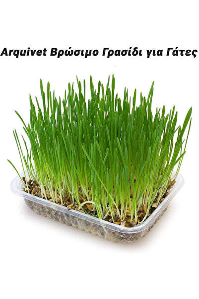 OEM Αξεσουάρ γάτας
