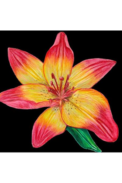 OEM Felicitare Susan Entwistle lilia multicolor 15.8x16cm
