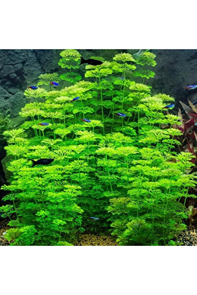 Moss Akvaryum Limnophila Sessiliflora Canlı Akvaryum Bitkisi - 5 Dal
