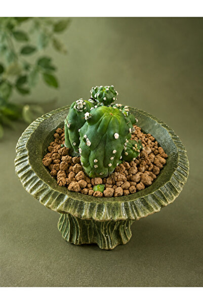 ATLANTE CACTUS Echinopsis “Montrose”