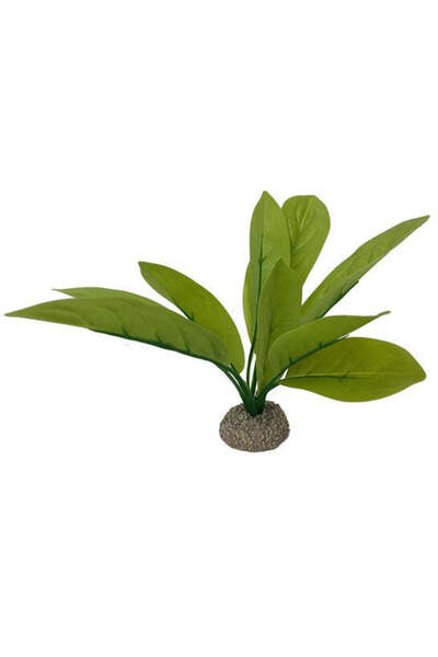 AQUA D'ELLA Echinodorus 3 24cm