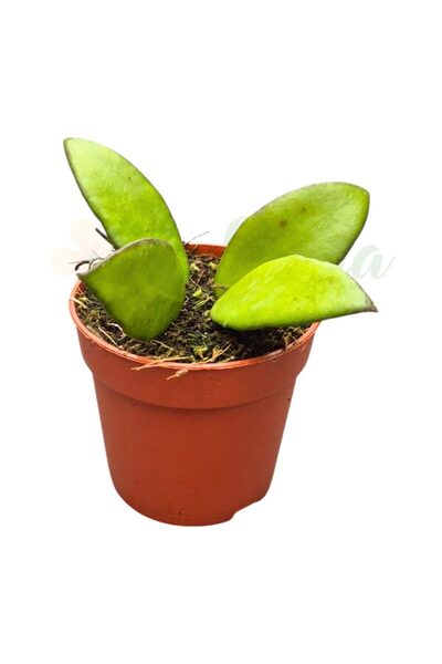Eufloria Hoya davidcummingii Ø7cm