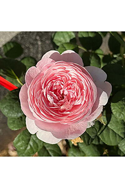 Bloom & Sow Seed بذور ورد الملكة السويدية (وردة شجيرية وردية) - صنف عطري يزهر...