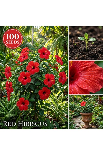 Bloom & Sow Seed بذور الكركديه الحمراء – نبات زينة كبير الأزهار، مقاوم للحرار...