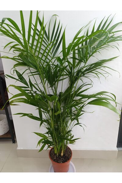Generic Brand Chamaedorea Cataractarum (Palmier Cascade) – Plantă Tropicală E...