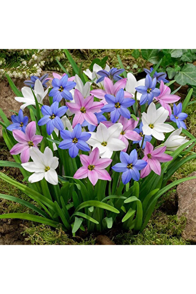 Bloom & Sow Seed بذور زهرة الإيفيون متعددة الألوان (زهرة النجمة الربيعية) - أ...