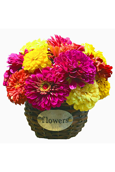 Bloom & Sow Seed Assorted Bright Shades Double Zinnia Seeds, Long Vase Life, ...