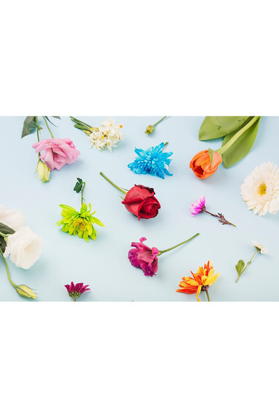 Bloom & Sow Seed بذور زهور مختلطة ملونة - مزيج من الورد والتوليب والجيربيرا و...
