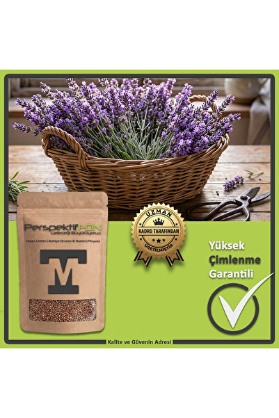 Tıbbi Kokulu Ingiliz Lavantası Tohumu (Lavandula Angustifolia) - Çok Yıllık Aromatik Bahçe ve Saksı Tohumu (Yüksek Çimlenme)(25 Adet)