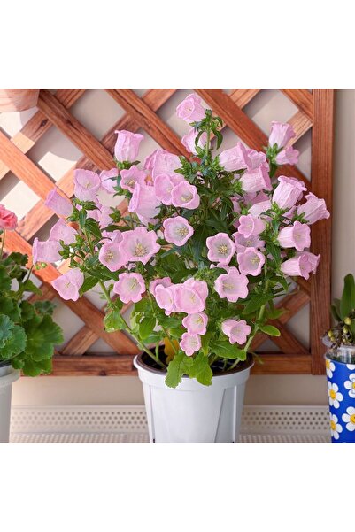 Bloom & Sow Seed Abundant Blooms Pastel Pink Bellflower Seeds, Balcony Courty...
