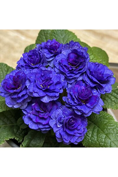 Bloom & Sow Seed Double Dark Blue African Violet SeedsPlants – Indoor Potted ...
