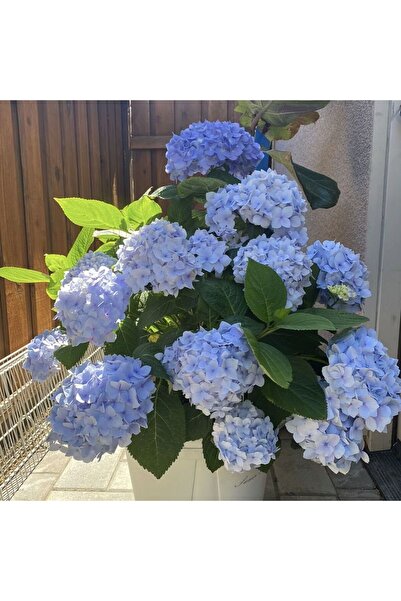 Bloom & Sow Seed Large Ball Light Blue Hydrangea Seeds, Patio Balcony Ornamen...