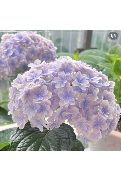 Bloom & Sow Seed بذور زهرة الهيدرانجيا المزدوجة بلون اللافندر، زهرة هيدرانجيا...