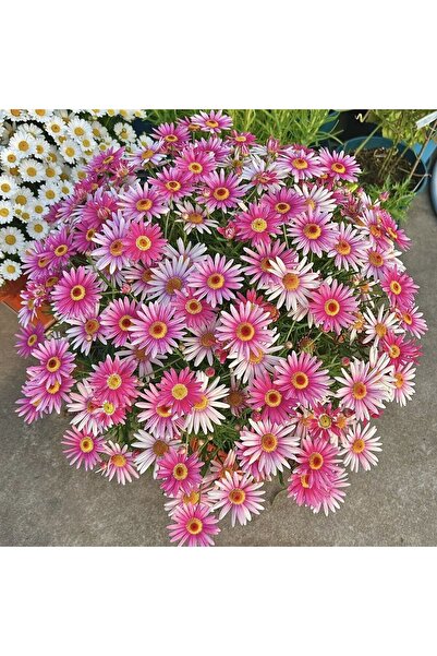 Bloom & Sow Seed Pink White Magenta Marguerite Daisy Seeds, Compact Bushy for...