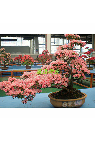 Bloom & Sow Seed Pink Azalea Rhododendron Seeds, Beautiful Bonsai for Indoor ...