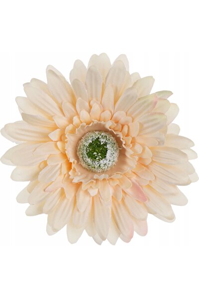 NO BRAND 24 bucăți GERBERA HALVAH BEIGE DIRECTOR DE PRODUCȚIE