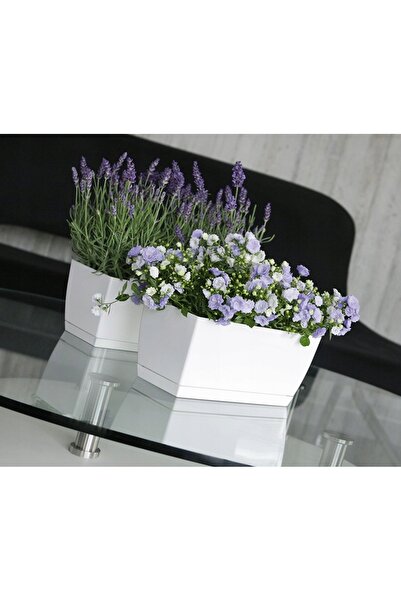 Prosperplast 5x Coubi DUPP300 Ghiveci pentru cactus + suport
