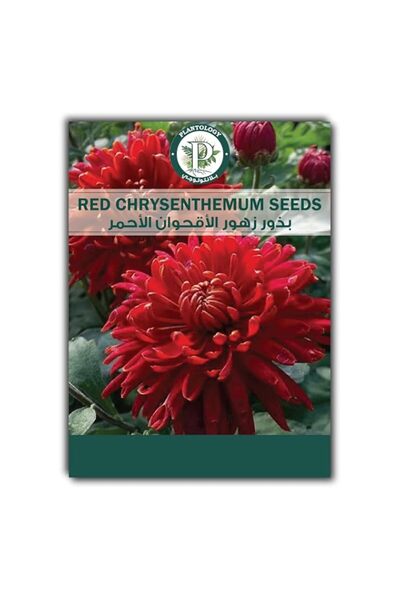 Generic Red Chrysanthemum Seeds for Planting – Red Flower Seeds – Non-GMO Hei...