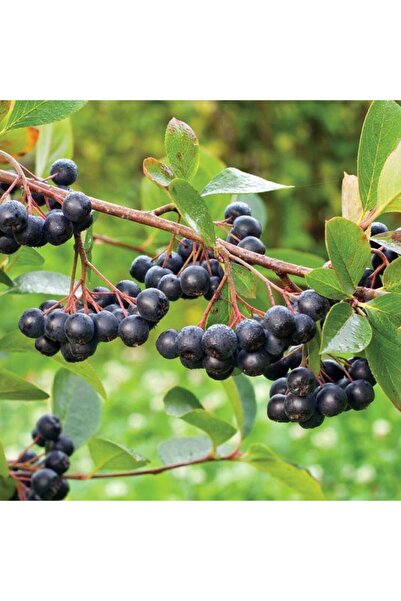 Mutlu Paket Tüplü Viking Aronya (aronia) Rus Yaban Mersini Fidanı (20-40 Cm)