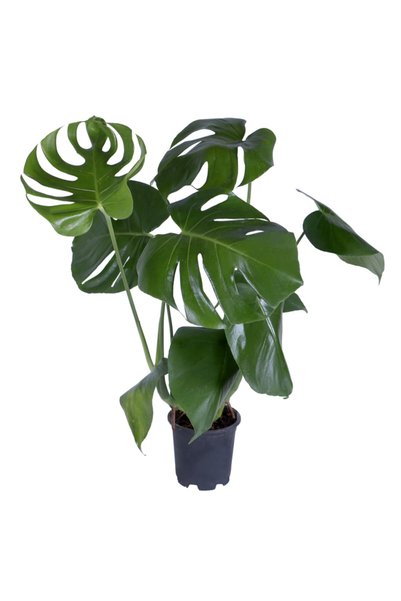 HOBİ VE BAHÇE Deve Tabanı - Monstera Deliciosa - Bitki Boyu 50-60 cm