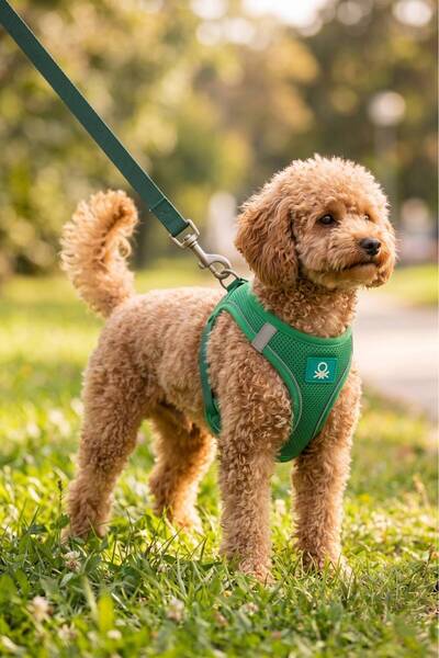 United Colors of Benetton Bnt-A2506 Cat Dog Chest Harness Air Network Green