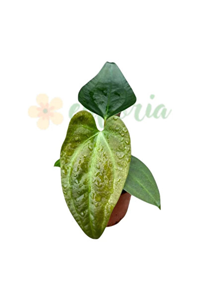 Eufloria Anthurium 'Napo' Ø8cm
