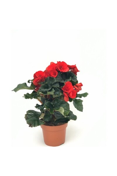 Mimoza Begonya Fidanı Kırmızı 10-20 cm