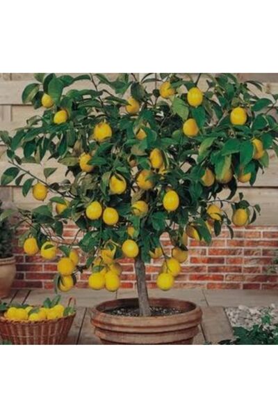 AYDOĞDU Tüplü aşılı yediveren limon fidanı  100/130cm