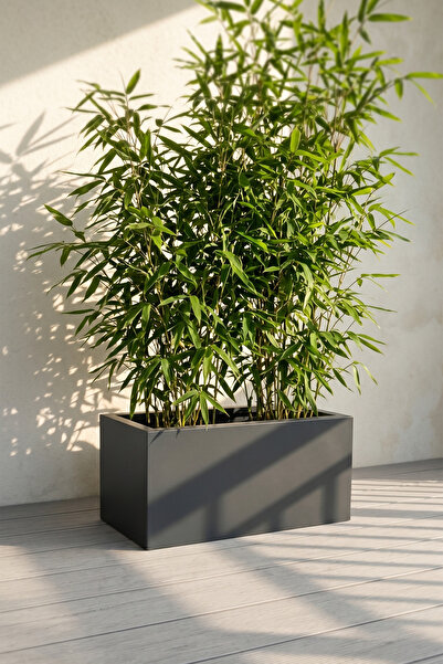 Desen Dekorasyon Zenith 40x20x20 cm Yatay Dikdörtgen Antrasit Saksılık - İç &...