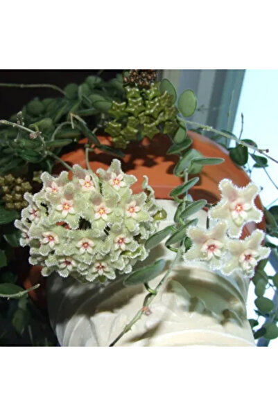 Eufloria Hoya Serpens D12