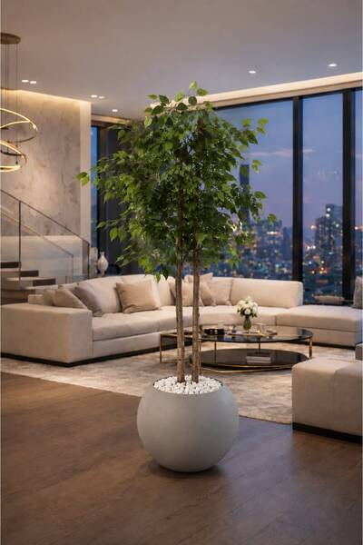 Altun Çiçekcilik Benjamin 150 Cm Lux Saksı Dahildir