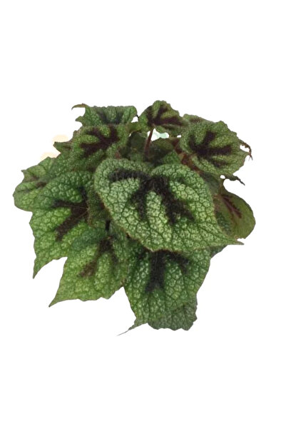 Eufloria Begonia masoniana (Crucea de Fier) Ø12cm