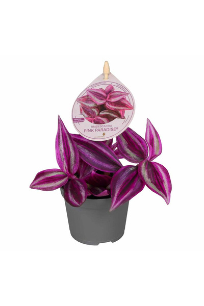 Eufloria Tradescantia zebrina 'Pink Paradise' Ø6cm