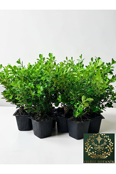YILDIZ BOTANİK 10 Adet Şimşir Fidanı Yarı Bodur Çit Bitkisi Buxus Semperviren...