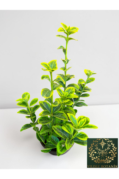 YILDIZ BOTANİK Altuni Gold Taflan Çit Bitkisi Sarı Taflan Fidanı 25-30 Cm 1 Saksıda 3 Kök Üretim