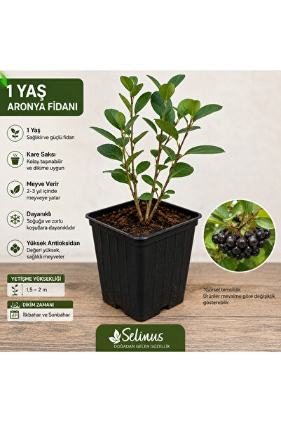 Selinus Aronya Fidanı 1 Yaş 30-40 cm - Saksılı Canlı Fidan