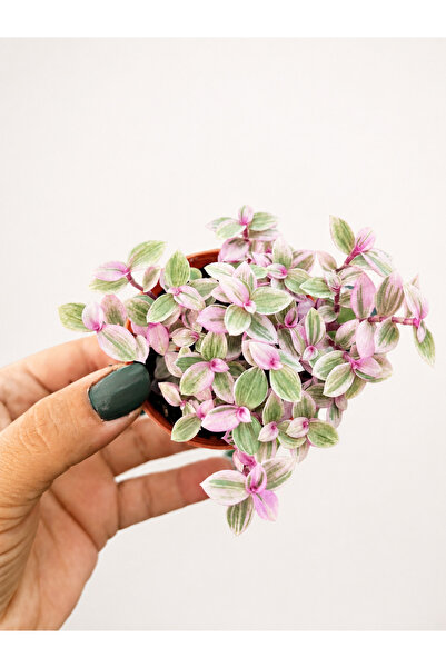nazlı çiçekçilik Calisia Repens Pink Lady Mini Pembe Yapraklı Telgraf Çiçeği