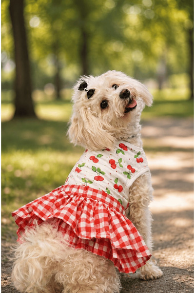 GedyCo Cherry Checkered Small Breed Dog Dress