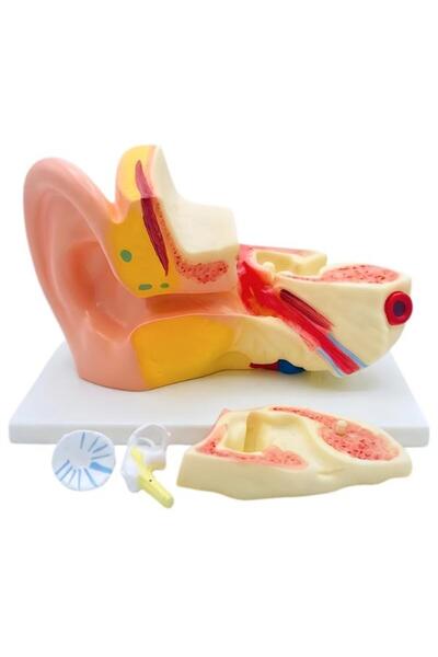 Temel 3 Boyutlu Anatomik Kulak Modeli, Çıkarılabilir Parçalı Stantlı Kulak Ke...